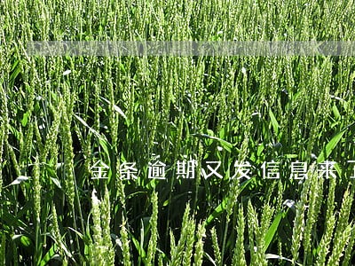 金条逾期又发信息来了 金条逾期又发信息来了