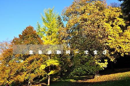 金条逾期叫一次全还 金条逾期叫一次全还