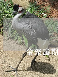 金条逾期可以办信用卡吗 金条逾期可以办信用卡吗