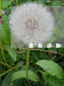 金条逾期可以贷款买车吗 金条逾期可以贷款买车吗