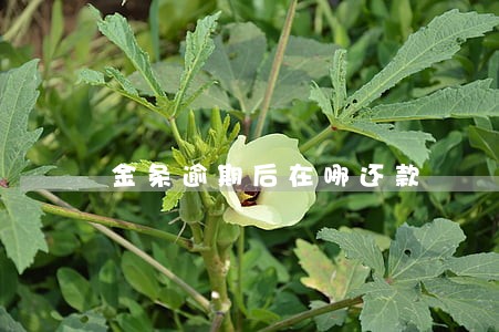 金条逾期后在哪还款 金条逾期后在哪还款
