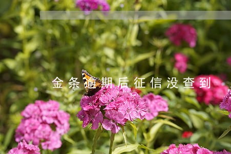 金条逾期后征信没查到 金条逾期后征信没查到