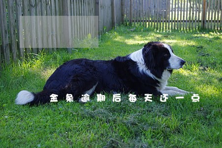 金条逾期后每天还一点 金条逾期后每天还一点