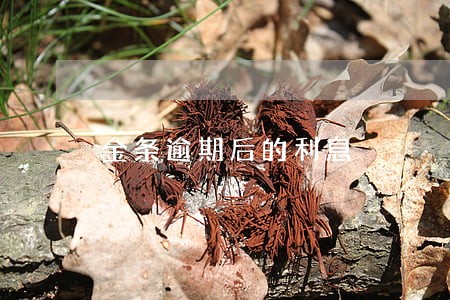 金条逾期后的利息 金条逾期后的利息
