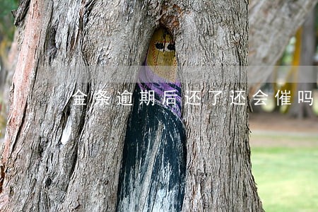 金条逾期后还了还会催吗 金条逾期后还了还会催吗