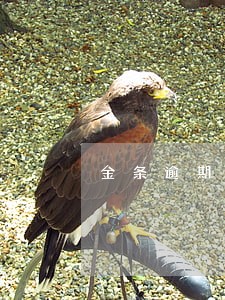 金条逾期后还可以借嘛 金条逾期后还可以借嘛