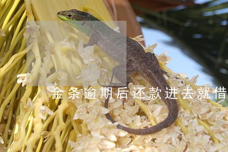 金条逾期后还款进去就借不出了吗 金条逾期后还款进去就借不出了吗