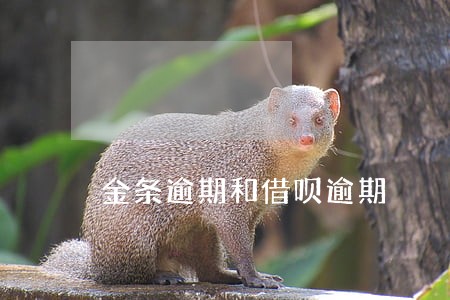 金条逾期和借呗逾期 金条逾期和借呗逾期
