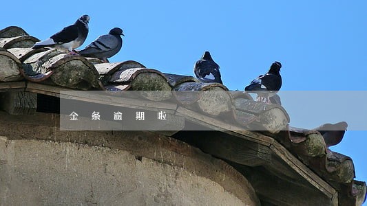 金条逾期啦 金条逾期啦