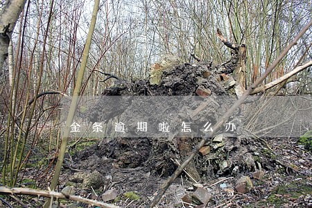 金条逾期啦怎么办 金条逾期啦怎么办