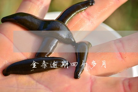 金条逾期四个多月 金条逾期四个多月