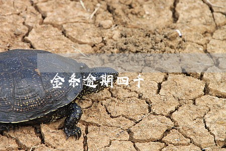 金条逾期四千 金条逾期四千