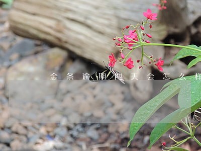 金条逾期四天会怎么样 金条逾期四天会怎么样