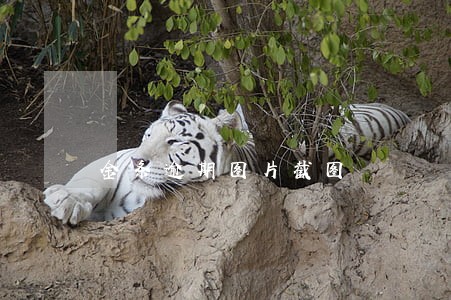 金条逾期图片截图 金条逾期图片截图