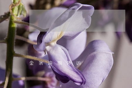 金条逾期外访 金条逾期外访