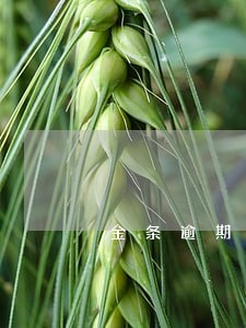 金条逾期多久会影响房贷 金条逾期多久会影响房贷
