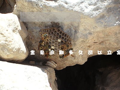 金条逾期多久可以立案 金条逾期多久可以立案