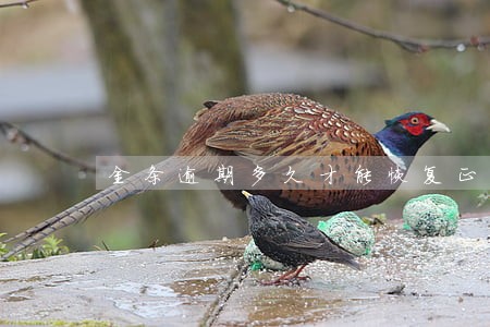 金条逾期多久才能恢复正常 金条逾期多久才能恢复正常