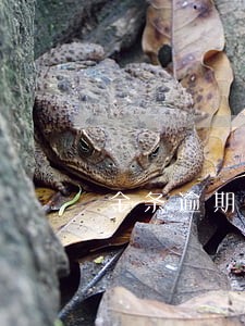 金条逾期多久能借款 金条逾期多久能借款