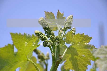 金条逾期多少会办刑 金条逾期多少会办刑