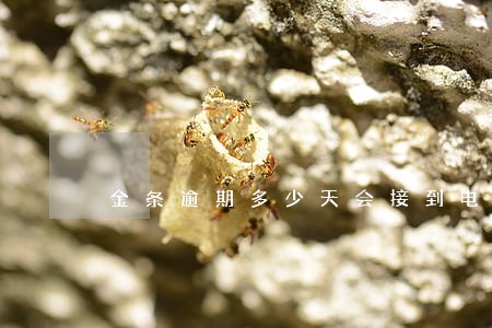 金条逾期多少天会接到电话 金条逾期多少天会接到电话