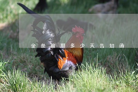 金条逾期多少天告知函 金条逾期多少天告知函