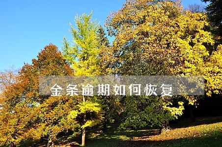 金条逾期如何恢复 金条逾期如何恢复