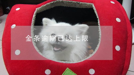 金条逾期已达上限 金条逾期已达上限