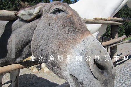 金条逾期影响分期买车吗 金条逾期影响分期买车吗