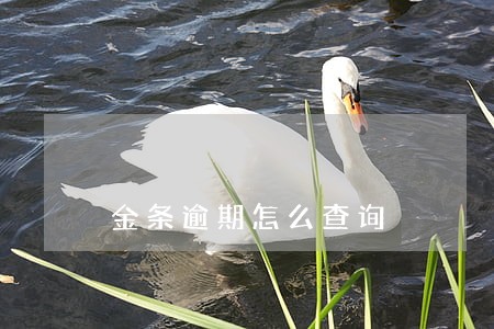 金条逾期怎么查询 金条逾期怎么查询