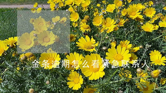 金条逾期怎么看紧急联系人 金条逾期怎么看紧急联系人