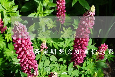 金条逾期怎么知道你的家人 金条逾期怎么知道你的家人