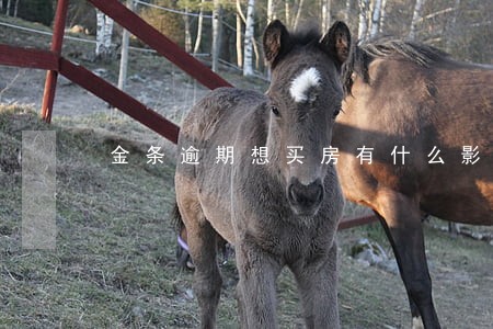 金条逾期想买房有什么影响吗 金条逾期想买房有什么影响吗