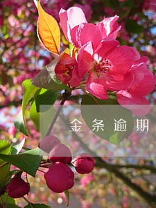 金条逾期慢慢还可以吗 金条逾期慢慢还可以吗