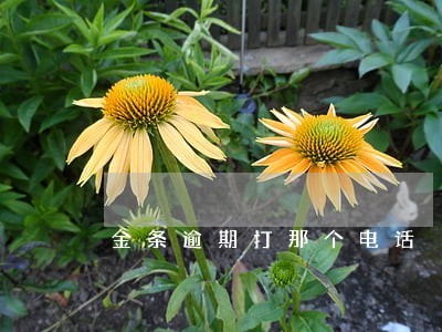 金条逾期打那个电话 金条逾期打那个电话