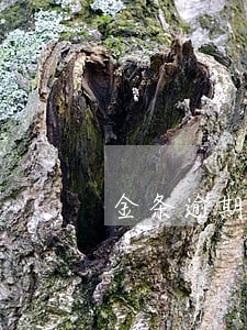 金条逾期找客服协商 金条逾期找客服协商