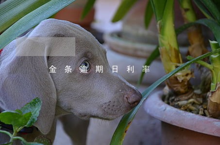 金条逾期日利率