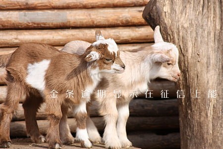 金条逾期显示在征信上能修改吗