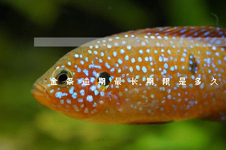 金条逾期最长期限是多久 金条逾期最长期限是多久