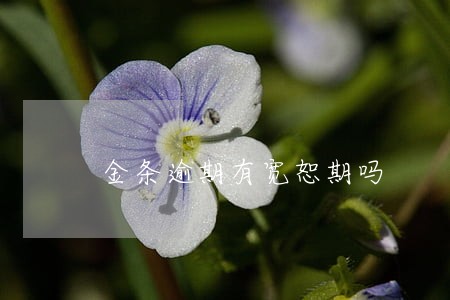 金条逾期有宽恕期吗 金条逾期有宽恕期吗