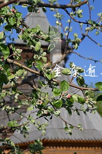 金条逾期查不到 金条逾期查不到