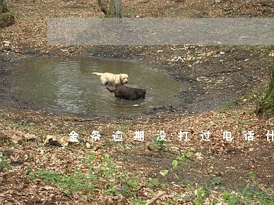 金条逾期没打过电话什么情况 金条逾期没打过电话什么情况