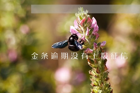 金条逾期没有上报征信 金条逾期没有上报征信