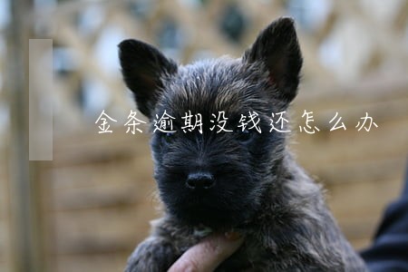 金条逾期没钱还怎么办 金条逾期没钱还怎么办