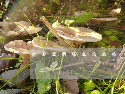 金条逾期爆通信录吗 金条逾期爆通信录吗