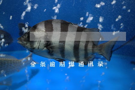金条逾期爆通讯录 金条逾期爆通讯录