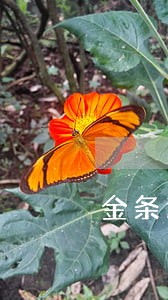 金条逾期用新手机号码可以注册吗 金条逾期用新手机号码可以注册吗