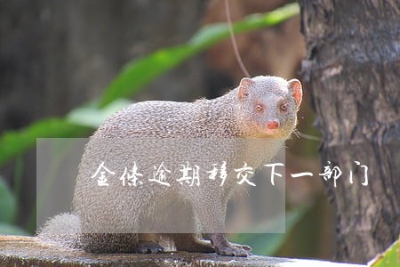 金条逾期移交下一部门