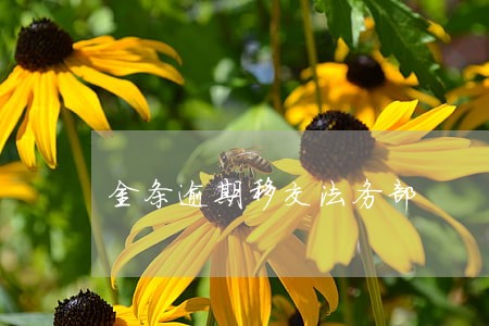 金条逾期移交法务部