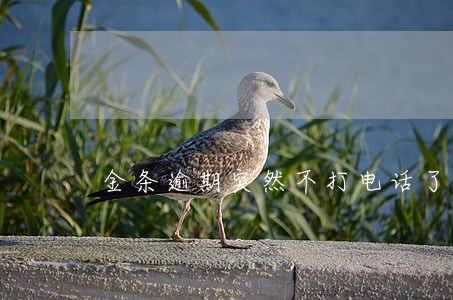 金条逾期突然不打电话了 金条逾期突然不打电话了